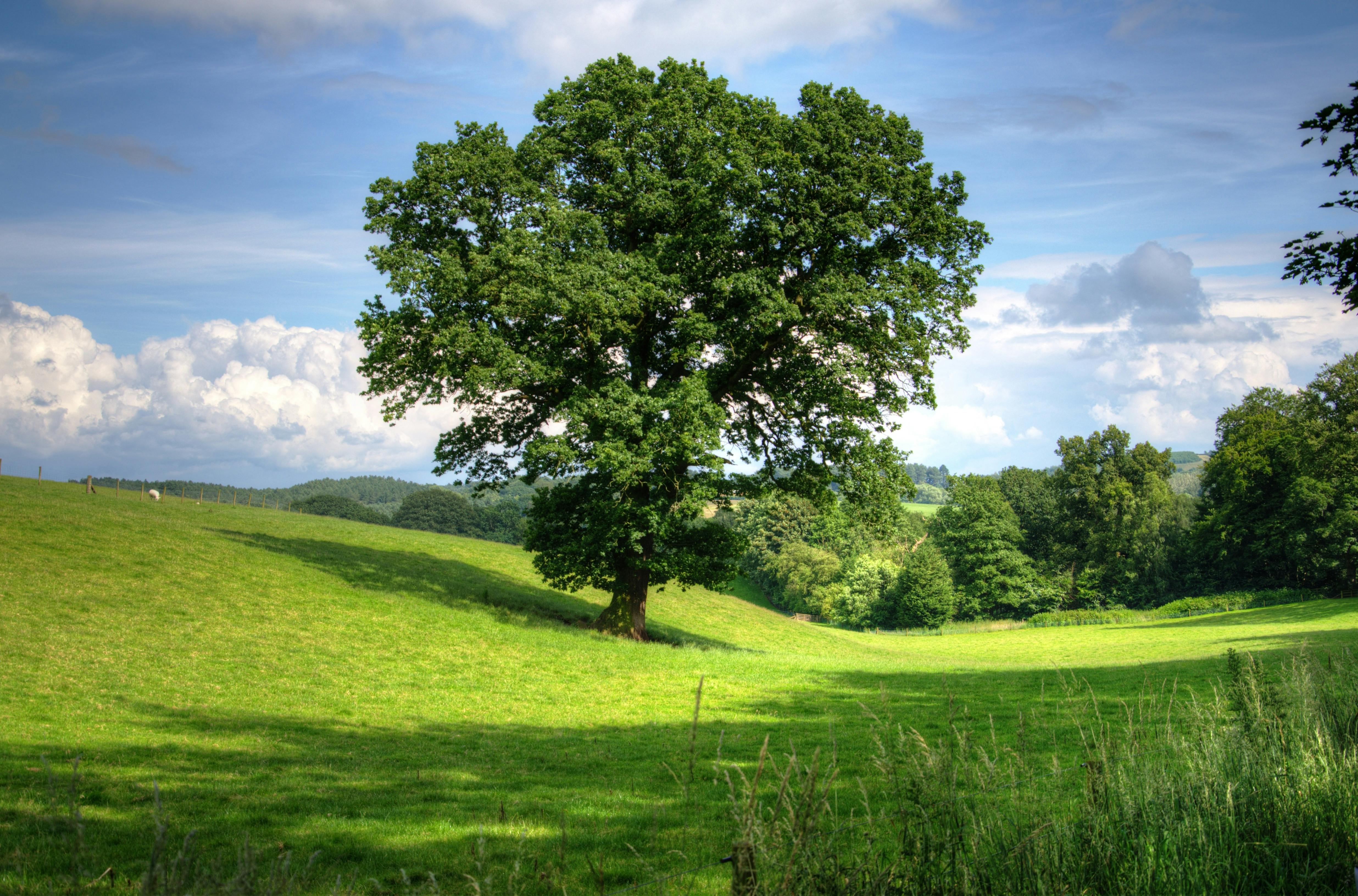 Soil Stuff Tree