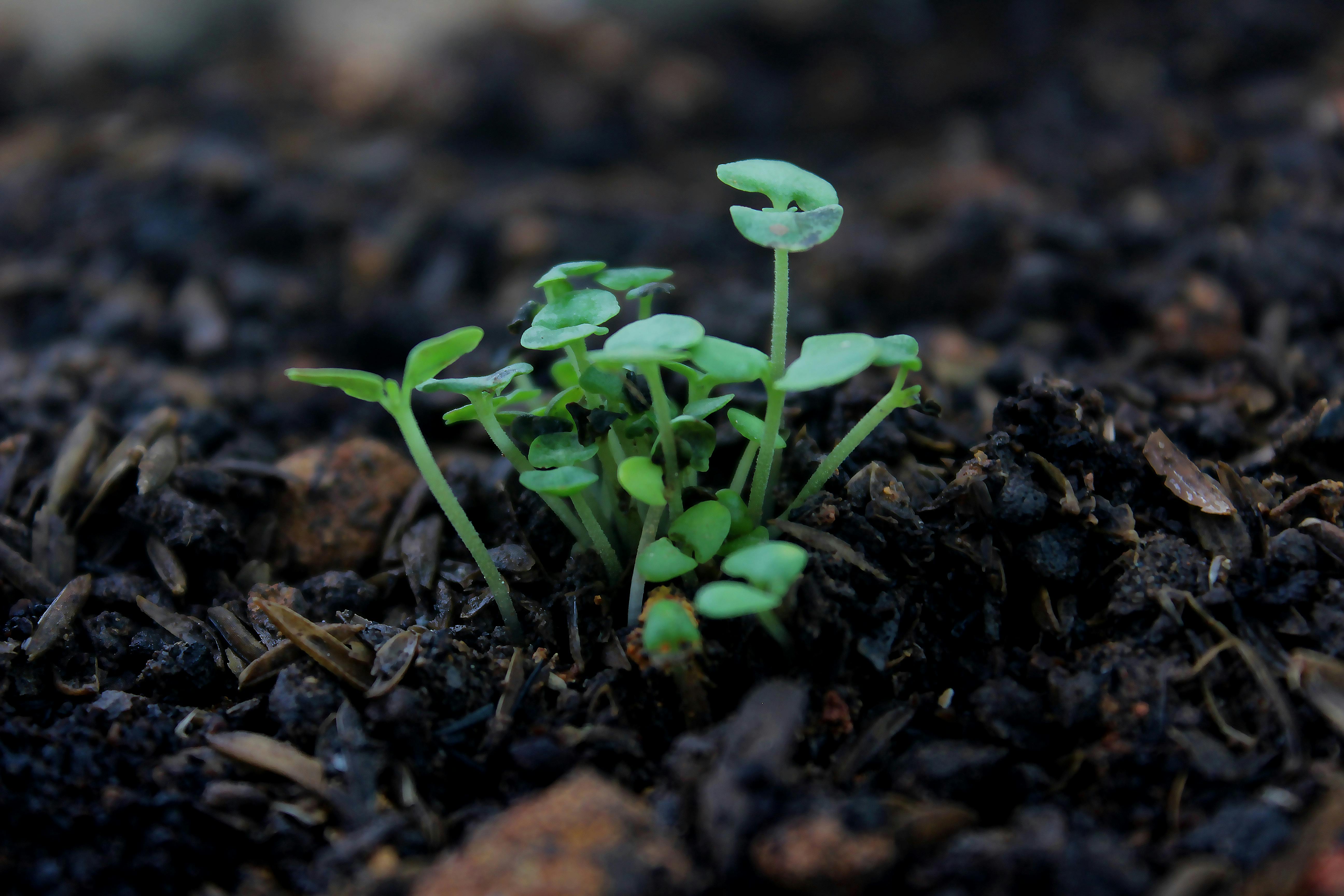 Soil Stuff Plant
