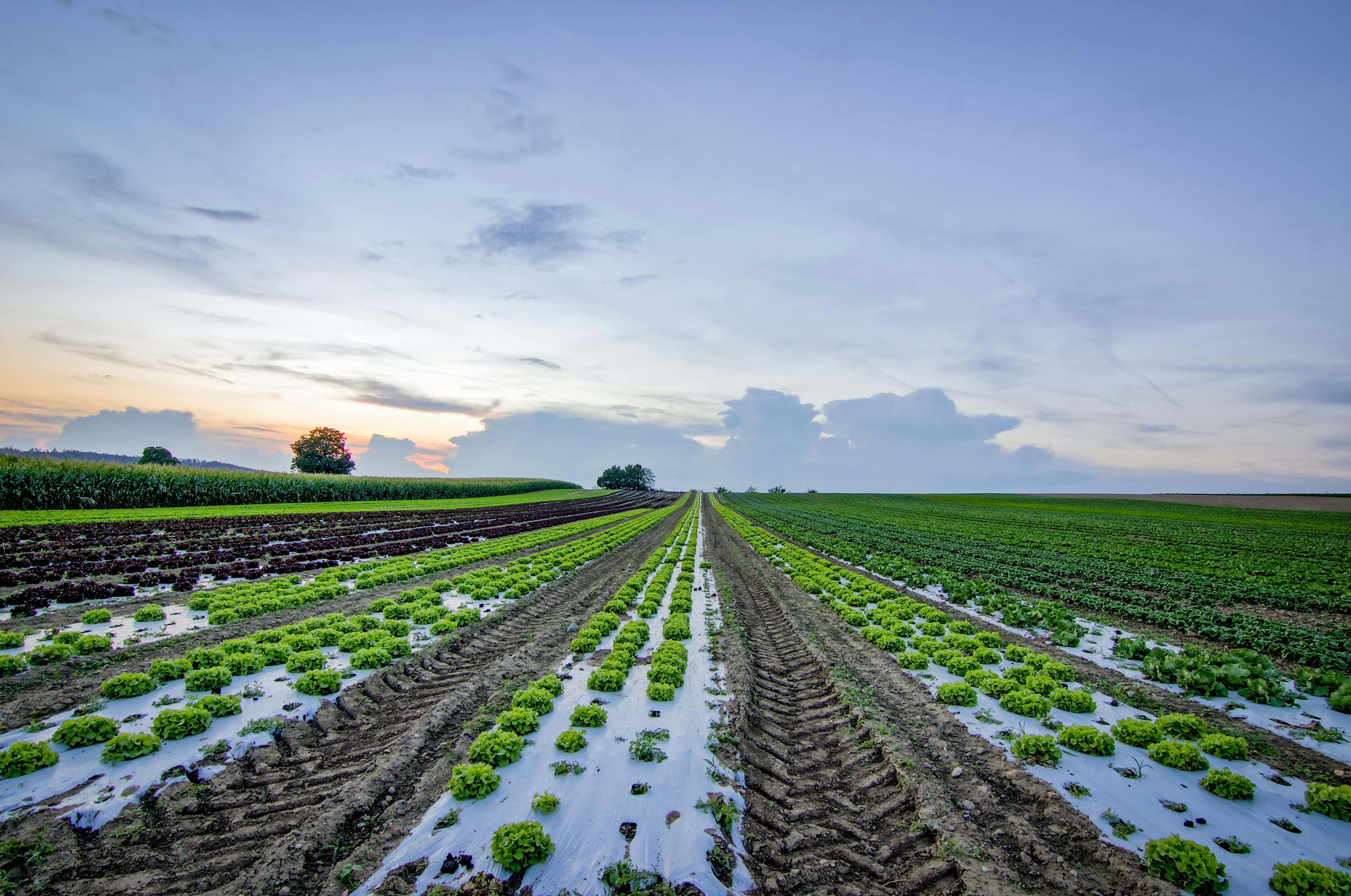 Soil Stuff Field